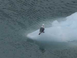 Glacier Bay 030